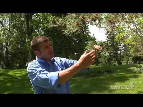 Video: Informatie over Juniper Twig Blight and Control