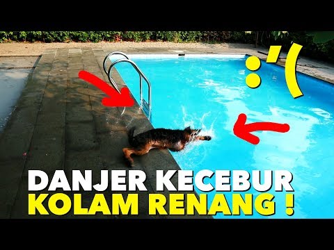 Video: Tenggelam (Hampir Tenggelam) Di Anjing