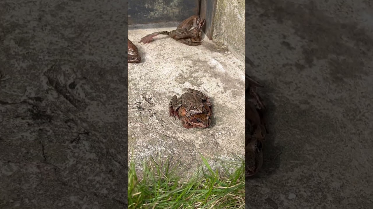 Лягушачьи 🐸 свадьбы #shorts #фауна #лягушка #свадьба #природа #деревня #размножение #animal #рек