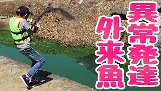 異常発達した外来魚 vs 小学生【リスナーさんと釣り 後編】