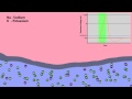 Understanding Action Potentials