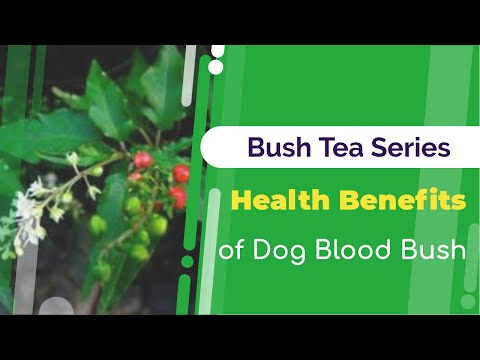 Health Benefits of Dog Blood Bush | Bush Tea Series | Jamaican Things