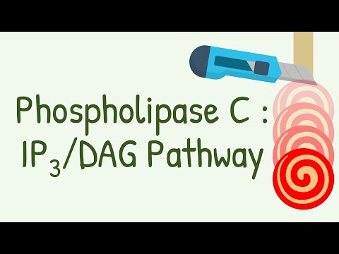 Vidéo: La phospholipase c est-elle un second messager ?