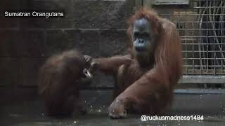 Sumatran Orangutan Picture Slideshow