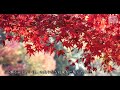 京都紅葉🍁 八瀬もみじの小径 〜 もみじが群生しており、秋には見事に色づいた紅葉が小径を覆い尽くします。「八瀬もみじの小径」の爽やかな紅葉をご覧ください。