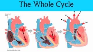 The Mammalian Heart & Cardiac Cycle