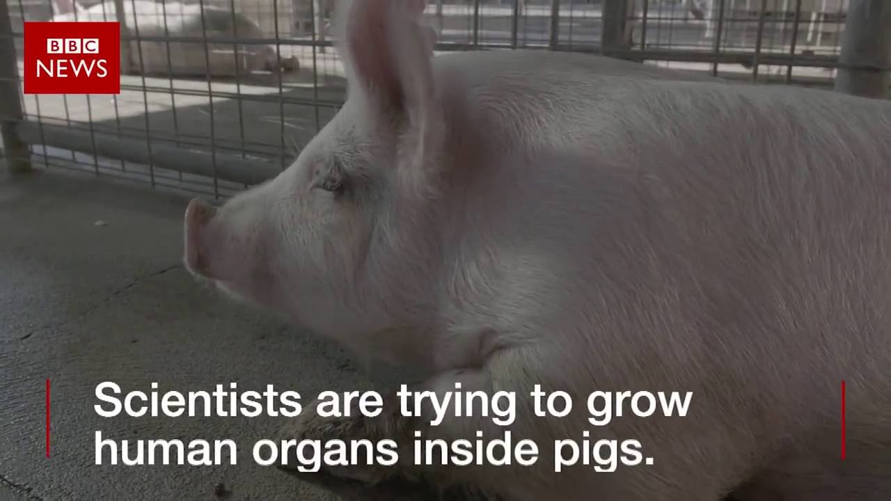 BBC Panorama Could pigs be used to grow human organs for transplant