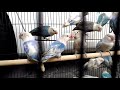Harga Burung Lovebird Kacamata Fischer