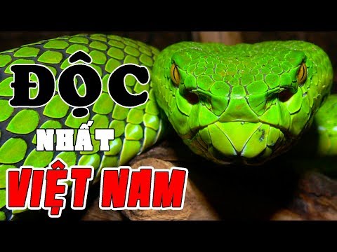 Video: Loài rắn độc