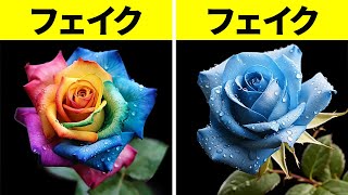 奇妙な色の花はどのように作られるか