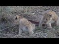 Lioness with 2 cubs,  Okavango Delta, Pom Pom Camp in 4k