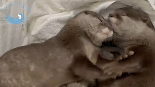 Baby Otter and Two Moms!  #Shorts