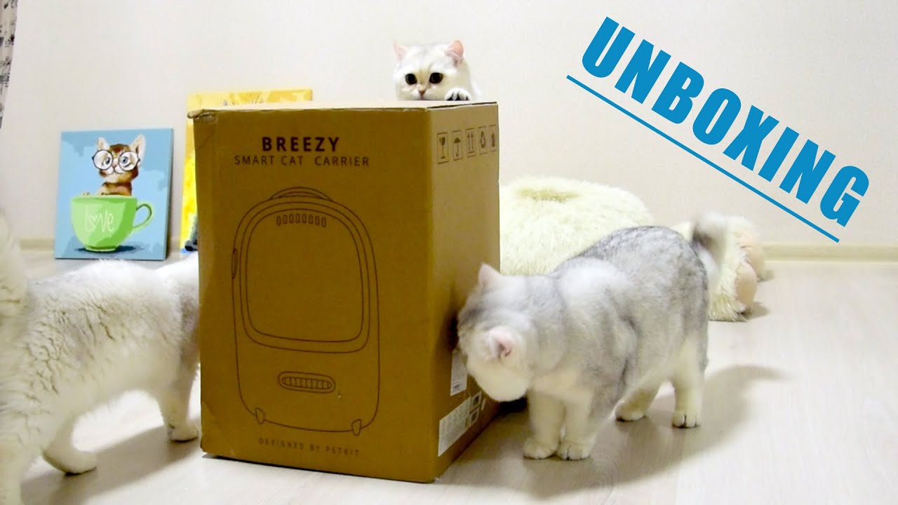 UNBOXING! Breezy smart cat carrier YouTube