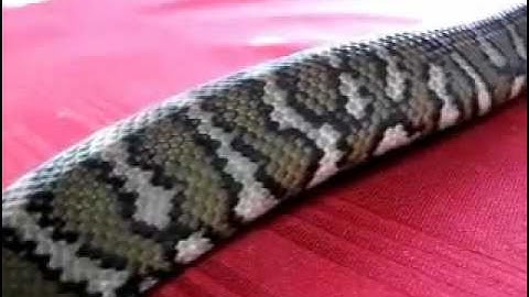 Southwest Carpet Python - Morelia Spilota (Imbricata) - Western Australian Locale