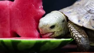 ASMR Mukbang Eating LIKE Button 👍🏻 Turtle Tortoise 41