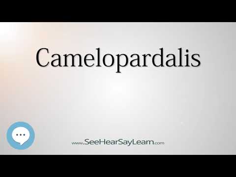 فيديو: ماذا تعني camelopardalis؟