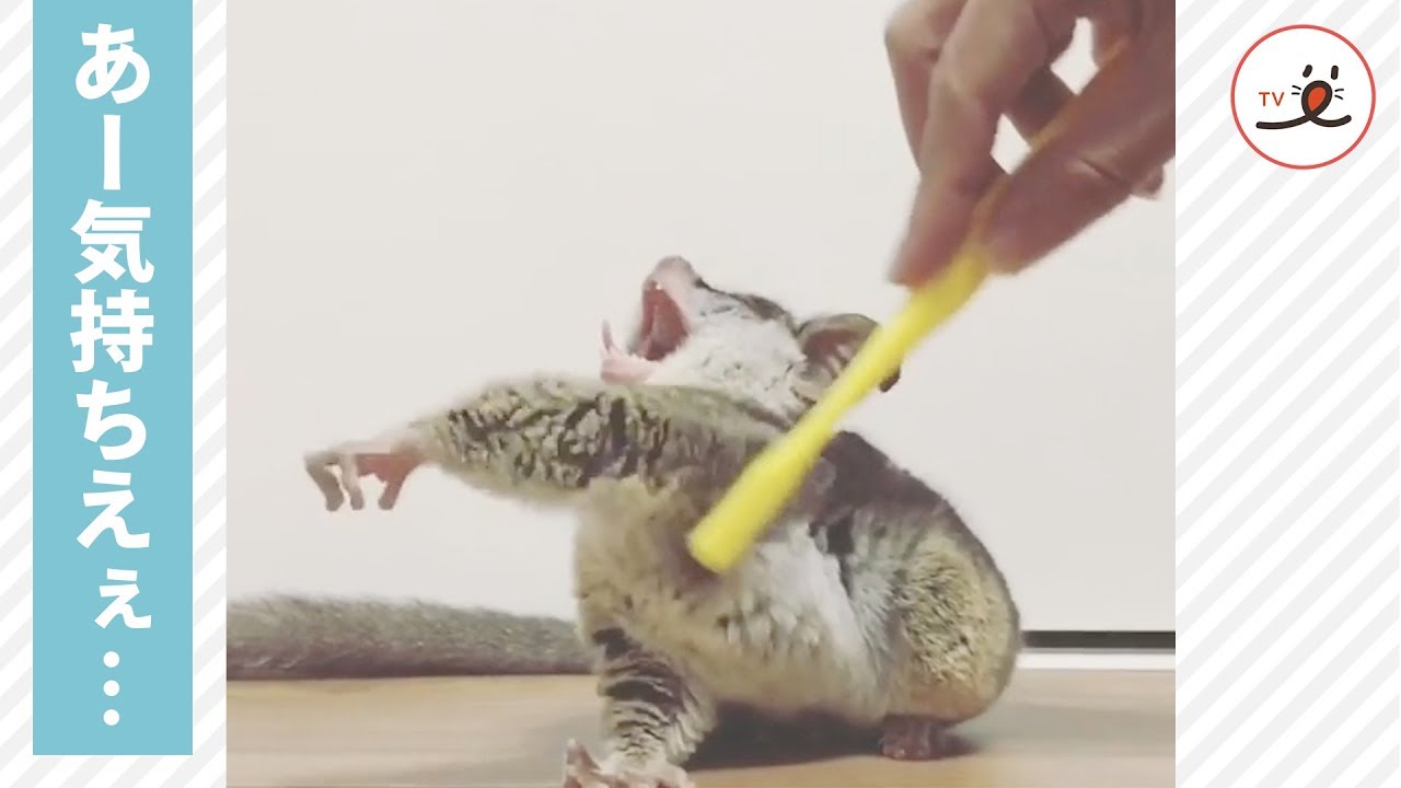 ここもお願いします ショウガラゴくんの体をカキカキすると 腕をピーンと伸ばして W Peco カキカキカキ 歯ブラシで頭をブラッシング dメニューニュース Nttドコモ ここもお願いします ショウガラゴくんの体をカキカキすると 腕をピーンと伸ばして W Peco カキカキカキ 歯ブラシで頭をブラッシング dメニューニュース Nttドコモ