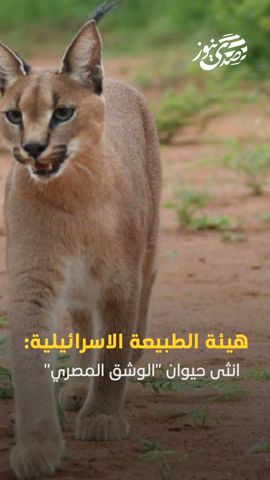 صدى نيوز | انثى حيوان "الوشق المصري" المفترس هاجمت عددا من جنود الجيش الإسرائيلي