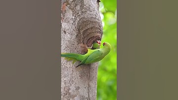 #سورة_الإخلاص #ikhlas #duet #allah