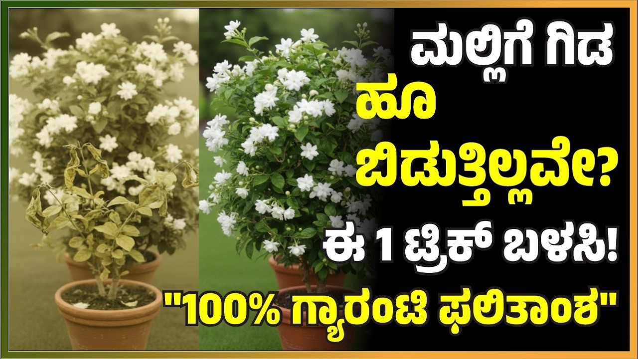 ಮಲ್ಲಿಗೆ ಗಿಡ ಹೂ ಬಿಡುತ್ತಿಲ್ಲವೇ? ಈ 1 ಟ್ರಿಕ್ ಬಳಸಿ! 100% ಗ್ಯಾರಂಟಿ -| #marysmanegarden  #organic #gardener