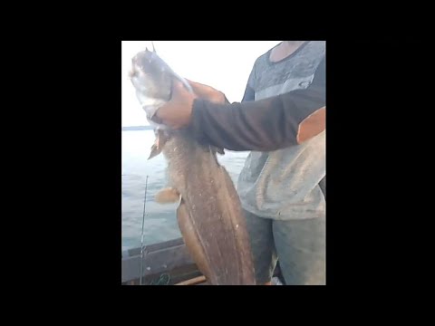 mancing-ikan-sembilang-super-besar