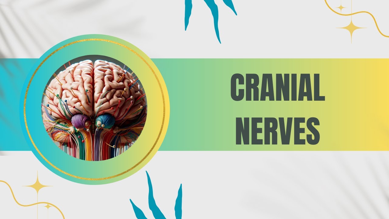 Cranial nerves