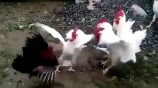 Jetli ayam jago