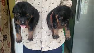 Top quality Rottweiler 2 female puppies available for sale at Devaraj's setup Bangalore India.