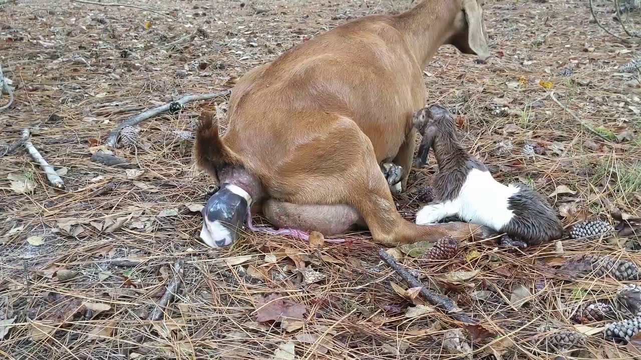 How To Goat Giving Birth - Animals Giving Birth - YouTube