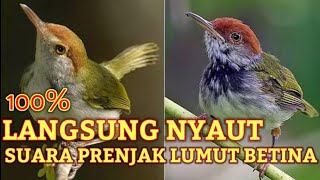 suara prenjak lumut betina memanggil jantan