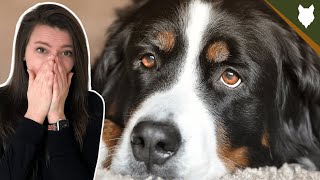 DO BERNESE MOUNTAIN DOG GET SEPERATION ANXIETY by Fenrir Bernese Mountain Dog Show 1,501 views 3 years ago 5 minutes, 30 seconds