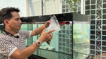 "Gà" mà c.á sống khỏe còn hơn mất tiền oan!