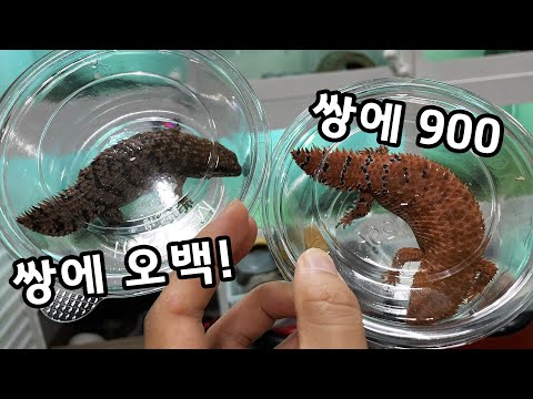 <strong>요즘</strong> 도마뱀 가격 후덜덜하네요ㄷㄷ <strong>귀한</strong> 아이들 영접하고 왔습니다!