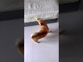 Hey lady,stop real quick -compliment me before you go.#funny