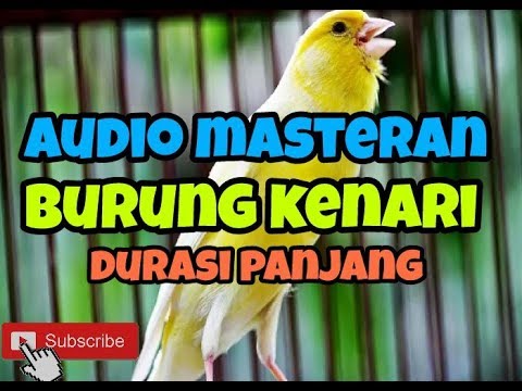 suara-burung-kenari-terbaru-untuk-masteran-durasi-panjang