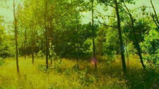 Plesiada - Mind Tuning