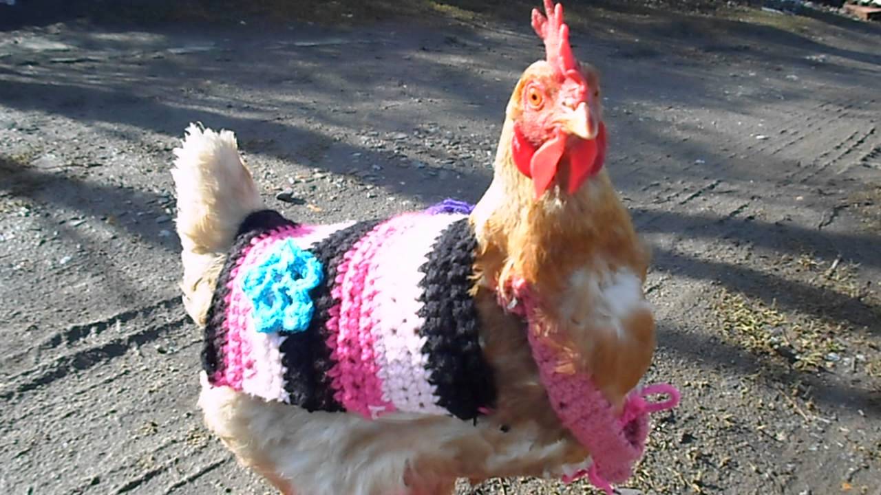 Gallinita vestida con ropa y zapatos a crochet - YouTube