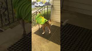 @kyandi033: Happy halloween everyone #dog #doglover