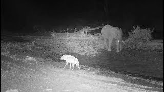 Djuma: Lone Elephant and Corky the Hyena - 18:48 - 10/27/19 screenshot 2