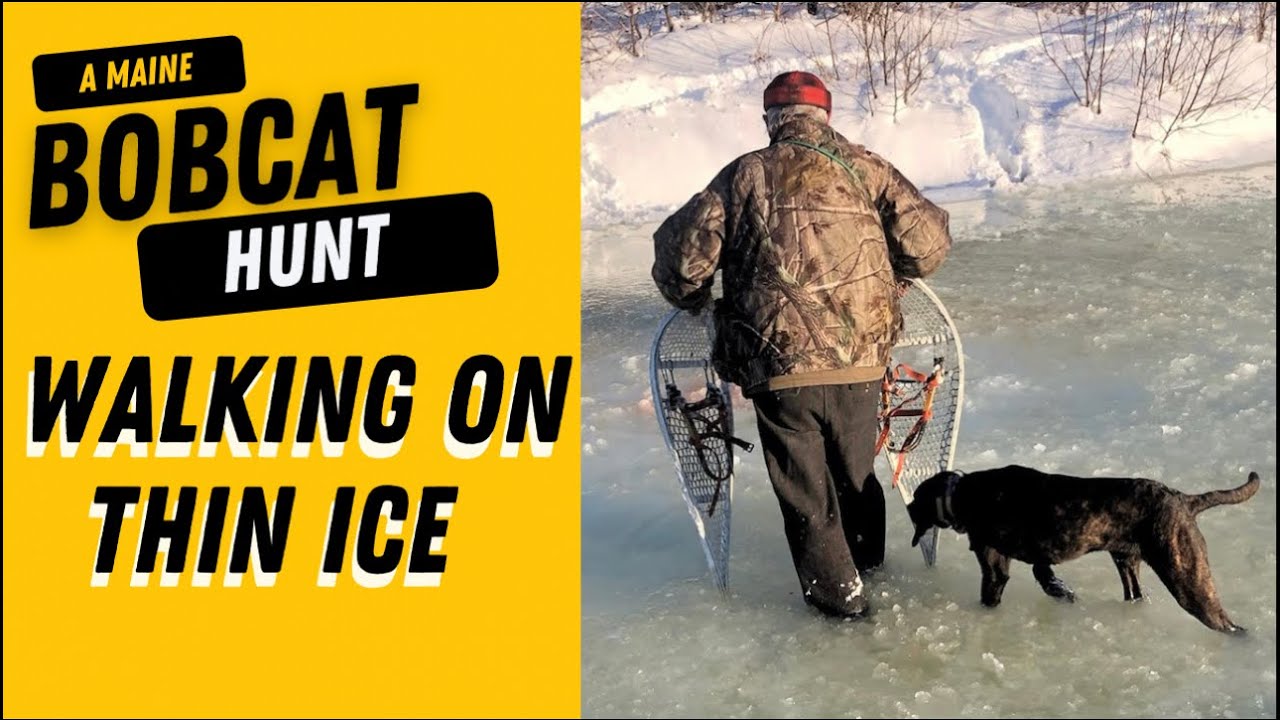 Walking on Thin Ice:  A Maine Bobcat Hunt