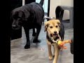 It found a home but lost its best friend.#pets ##cute #dog #shorts #love