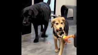 It found a home but lost its best friend.#pets ##cute #dog #shorts #love