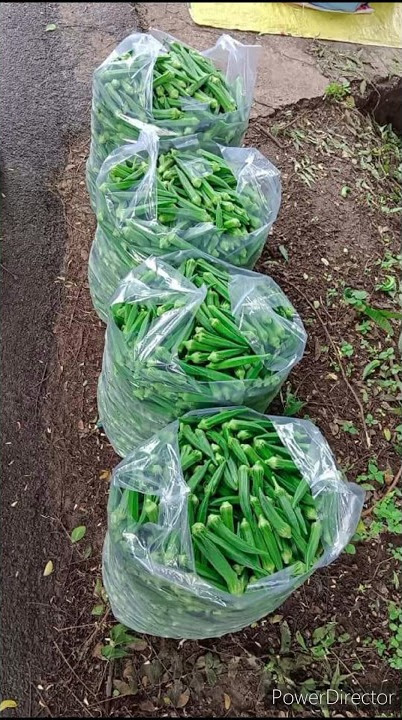 #bhinda #farming #sher #jayparivartanindia