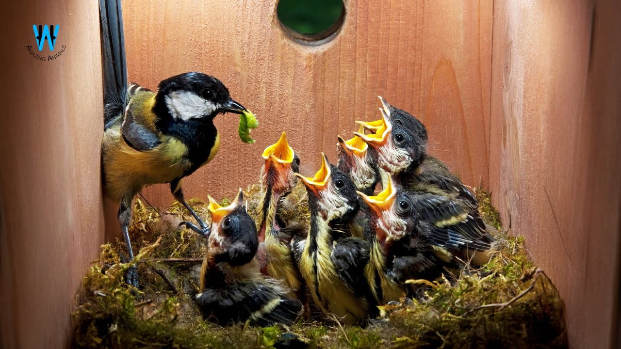 Great Tit Nesting, Hatching, Feeding & Fledgling || Great Tit Nest