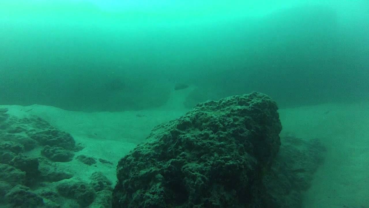 Underwater footage from the Rainbow Channel and east of Wellington Point Moreton Bay YouTube