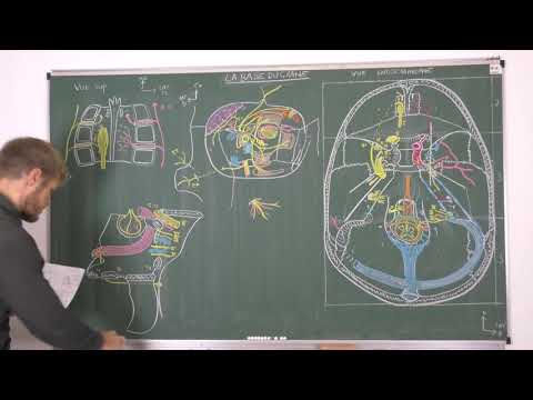Vidéo: Quels vaisseaux) pénètrent dans le crâne au niveau du foramen magnum ?