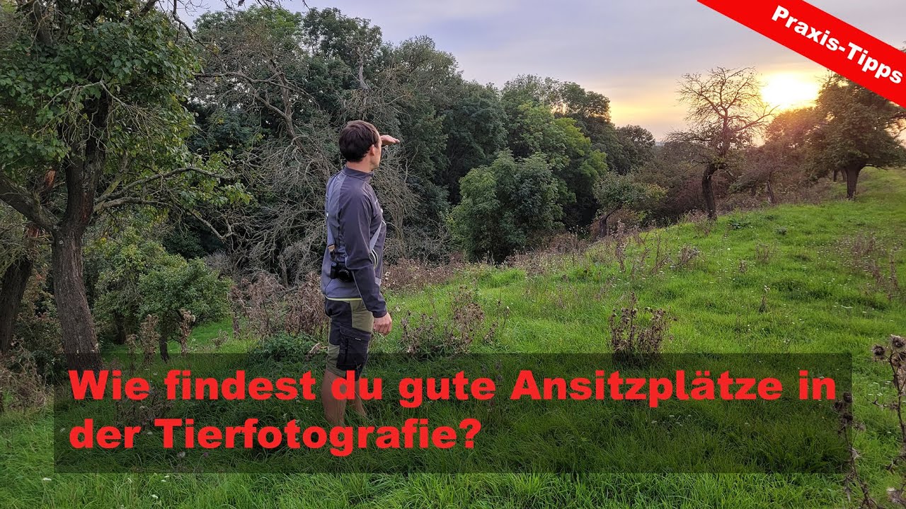 Wie findest du gute Ansitzplätze in der Tierfotografie