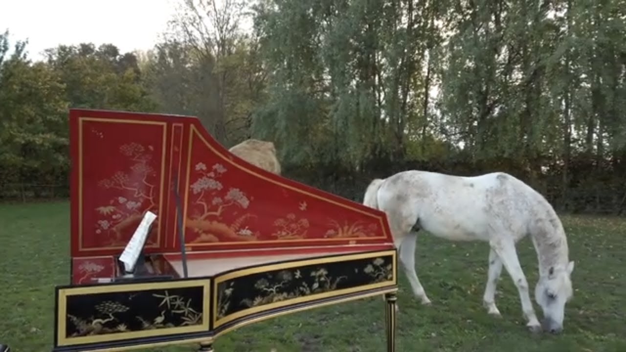 Il Gusto Barocco & Jörg Halubek: J. S.  Bach - Triple Concerto, BWV 1044, I. Allegro & Albumtrailer