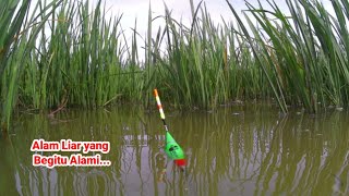 Download Lagu Ya begini jika Dapat spot Mancing yang Masih Alami,,,Ramai Sambaran banyak ikan di dapat MP3