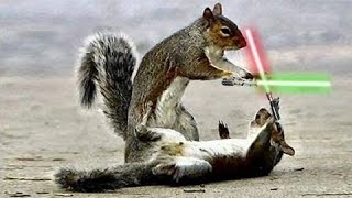 Epica escena de Star Wars protagonizada por Ardillas